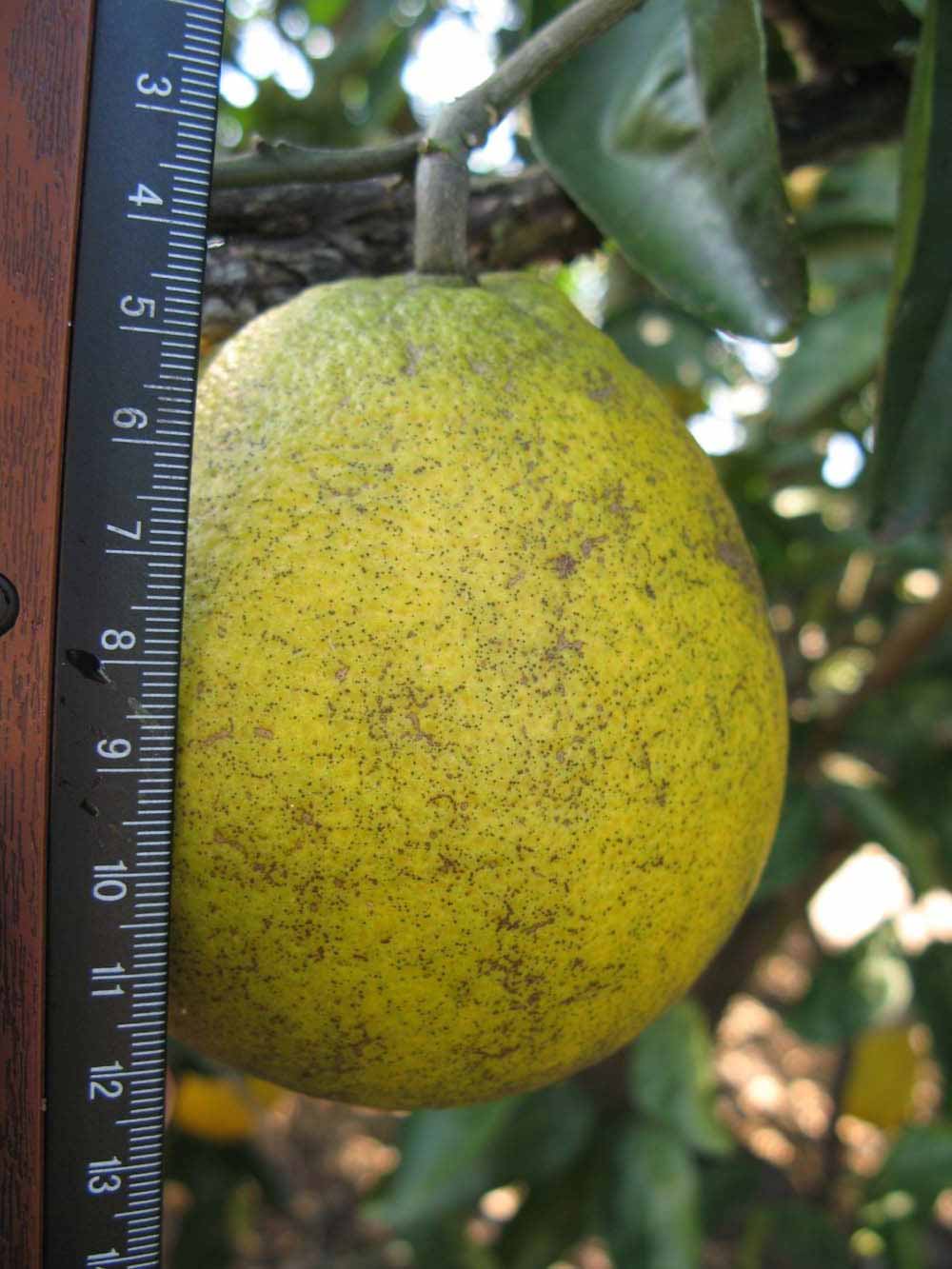              Fruit (Winter Haven, FL)       